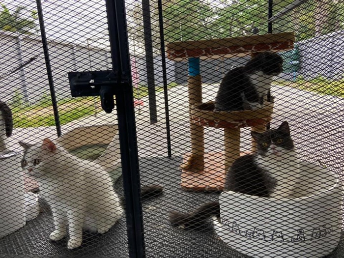 เปิดราคาแมว 6 ตัว  