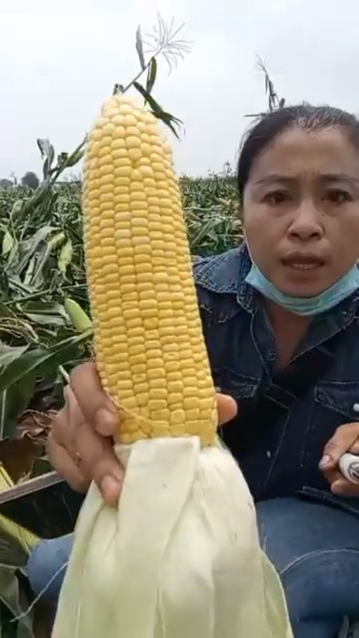 ขายข้าวโพด