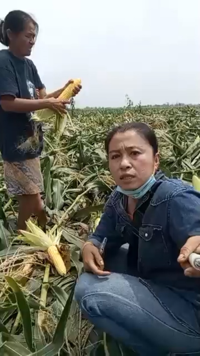 ขายข้าวโพด