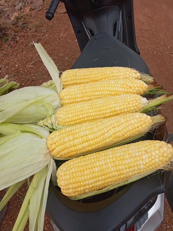 ขายข้าวโพด