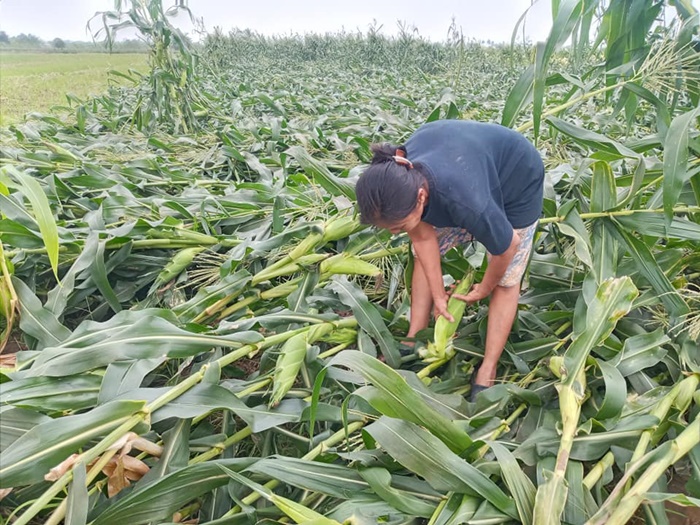 ขายข้าวโพด