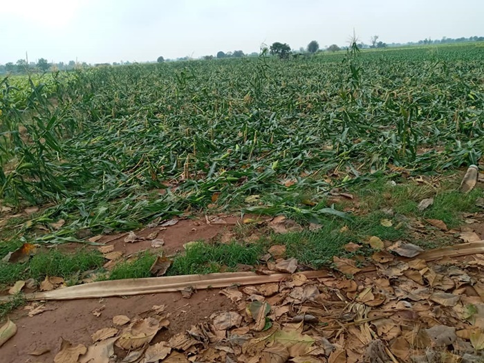 ขายข้าวโพด