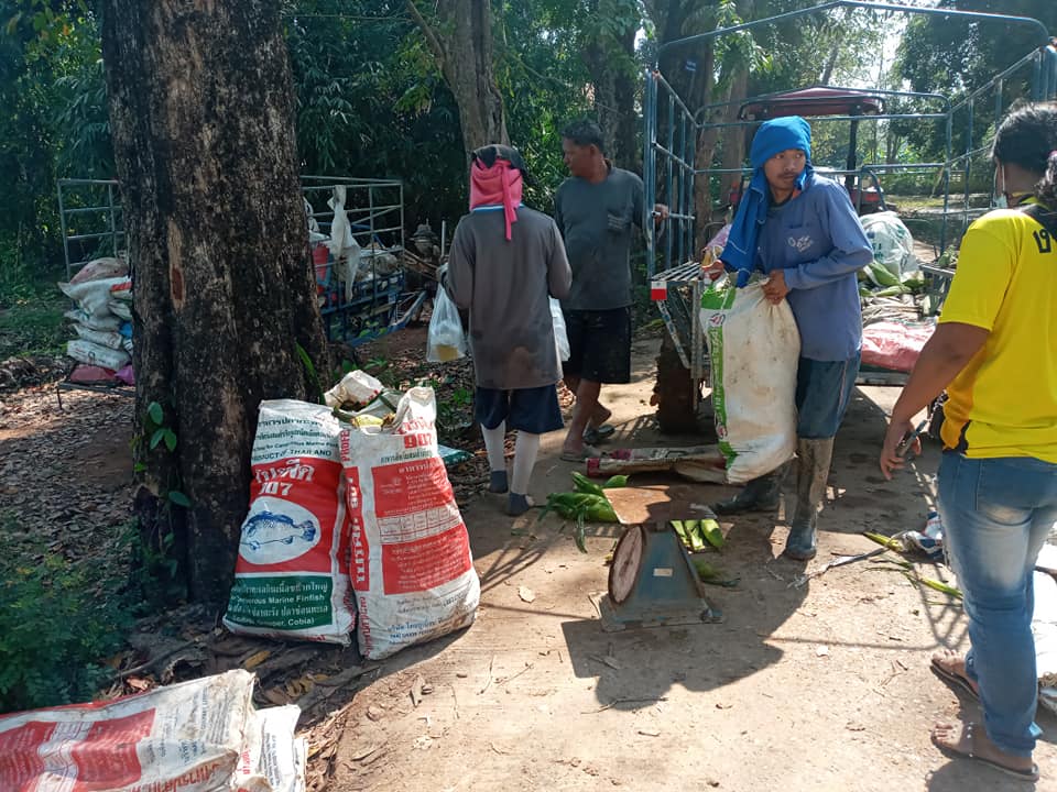 ขายข้าวโพด