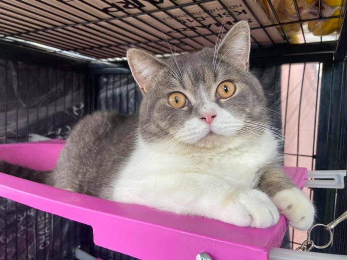 เปิดราคาแมว 6 ตัว  