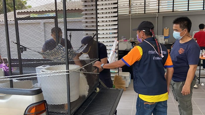 เปิดราคาแมว 6 ตัว  