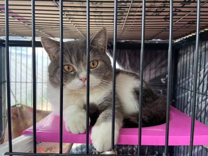 เปิดราคาแมว 6 ตัว  