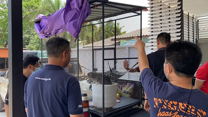 เปิดราคาแมว 6 ตัว  