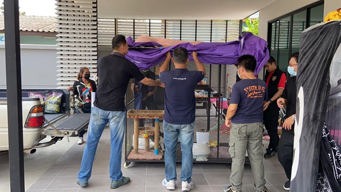 เปิดราคาแมว 6 ตัว  