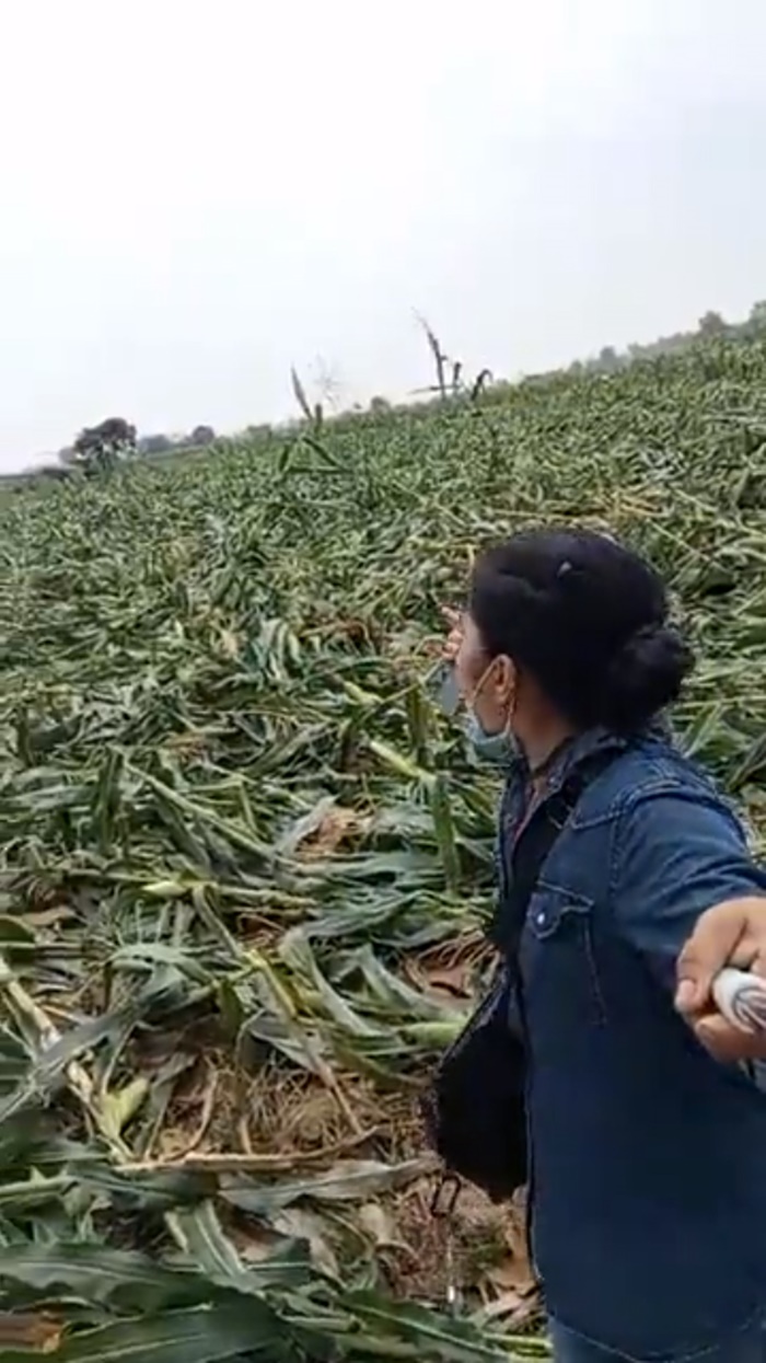 ขายข้าวโพด