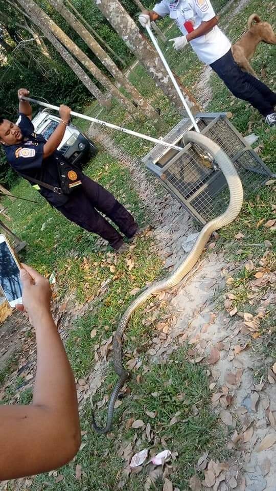 งูเข้าบ้าน