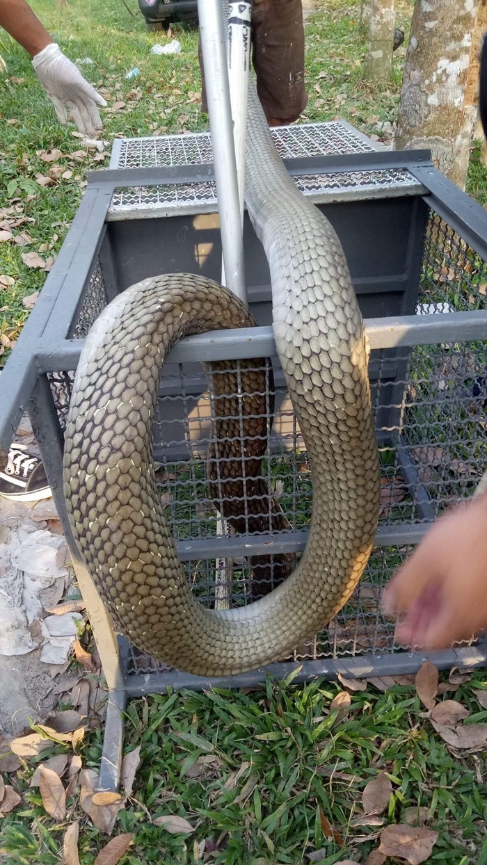 งูเข้าบ้าน