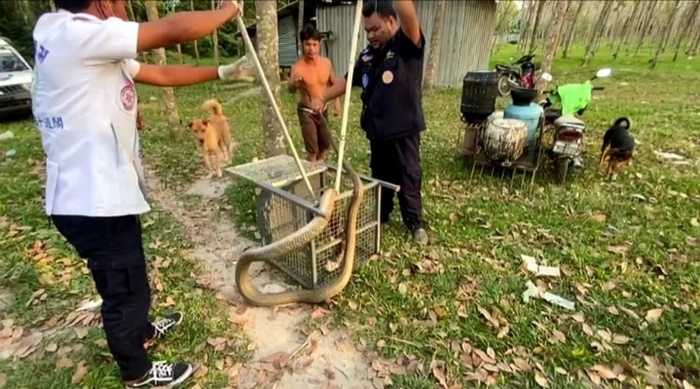 งูเข้าบ้าน