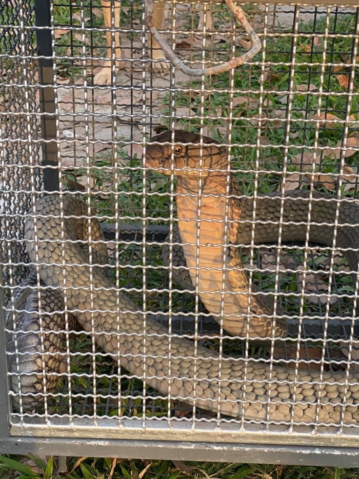 งูเข้าบ้าน