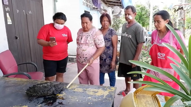 เต่าอัลลิเกเตอร์