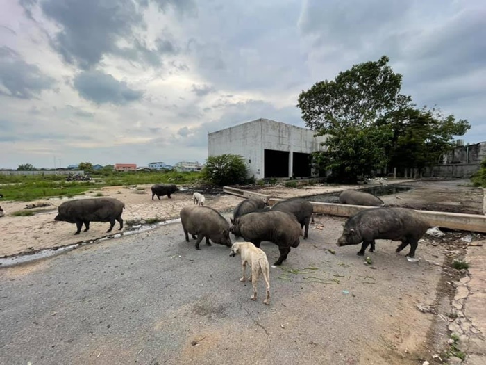 ทูนหัวของบ่าว