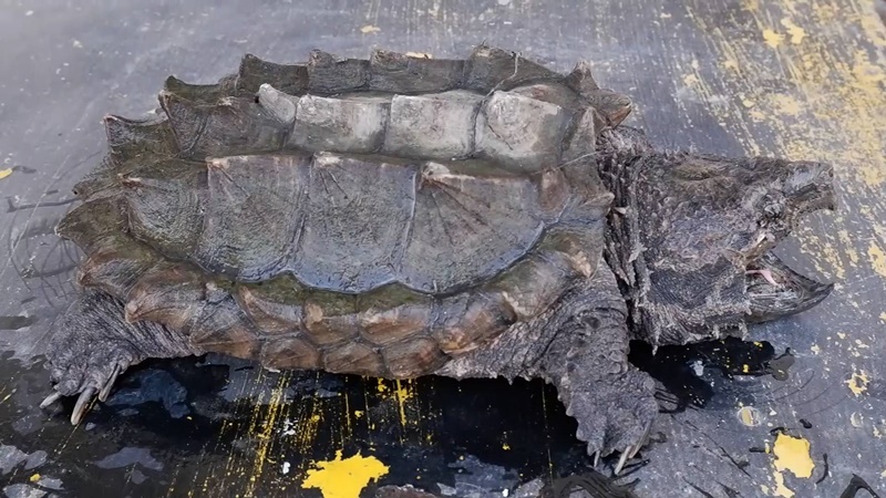 เต่าอัลลิเกเตอร์