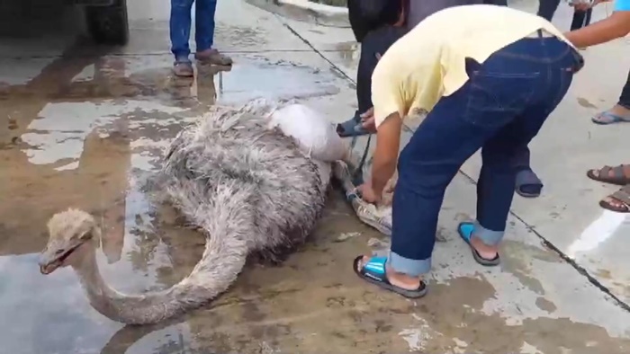  นกกระจอกเทศ