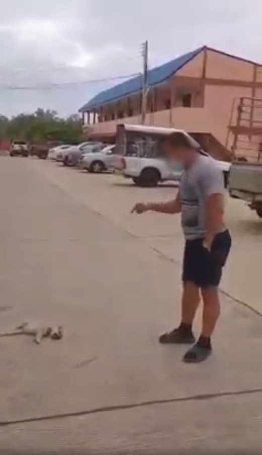  ขับรถทับหมา 