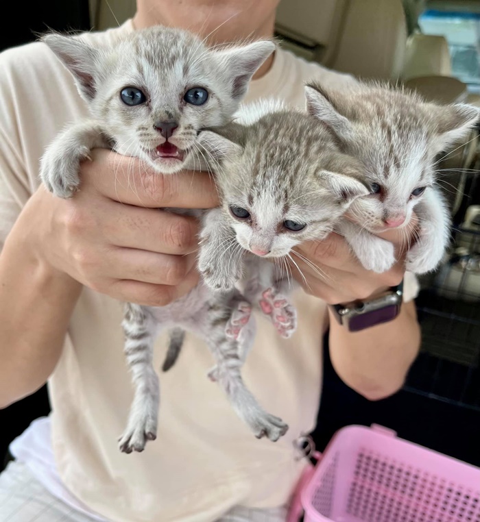  สุดสงสาร นั่งรอเจ้าของไม่รู้ถูกทิ้ง 