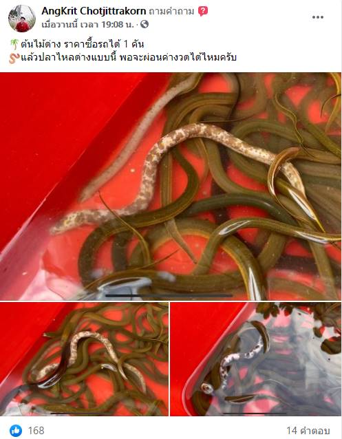 ปลาไหลด่าง  