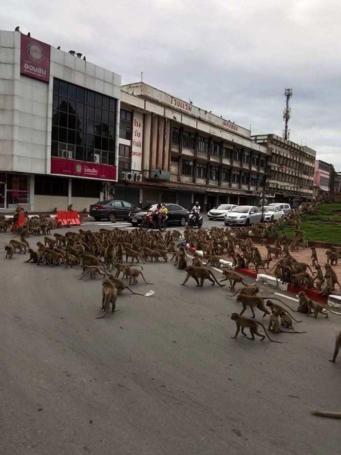 สงครามวานร