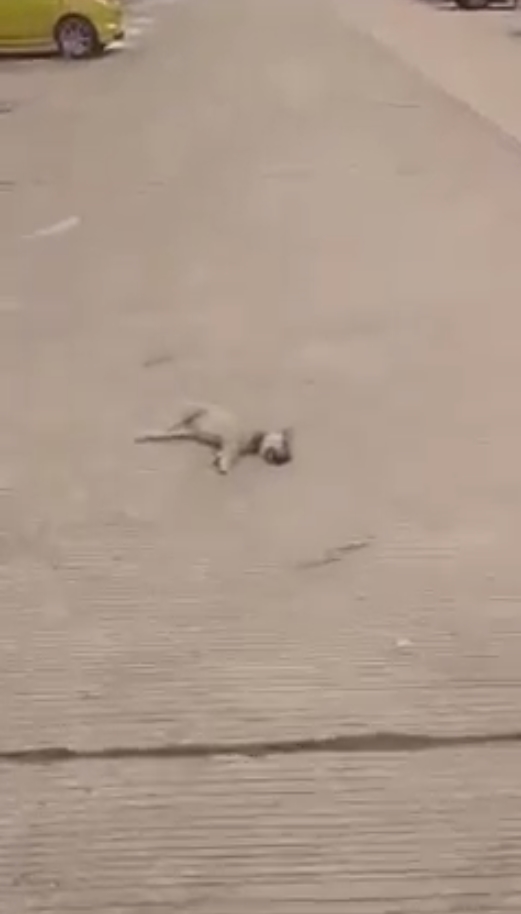  ขับรถทับหมา 