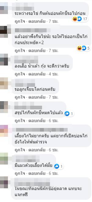 เลี้ยงไก่