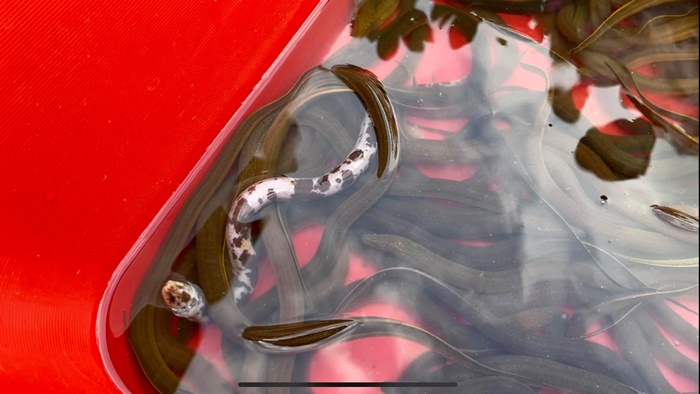 ปลาไหลด่าง  