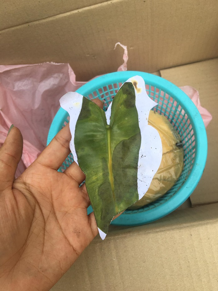  หลอกขายว่าแย่แล้ว  