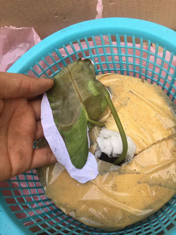  หลอกขายว่าแย่แล้ว  