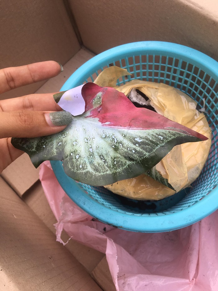  หลอกขายว่าแย่แล้ว  