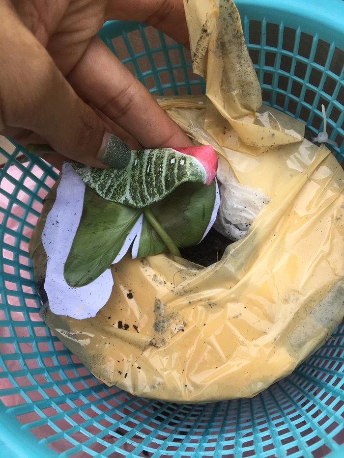  หลอกขายว่าแย่แล้ว  