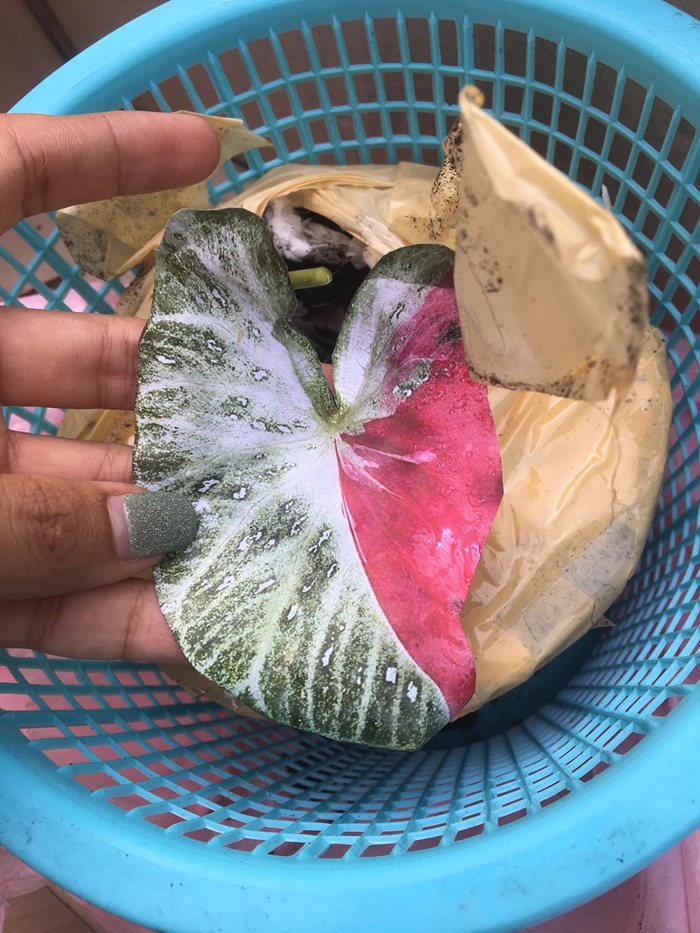  หลอกขายว่าแย่แล้ว  