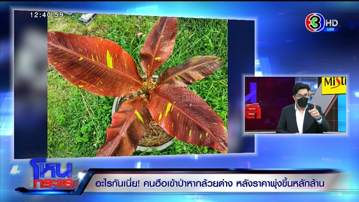 กล้วยด่าง