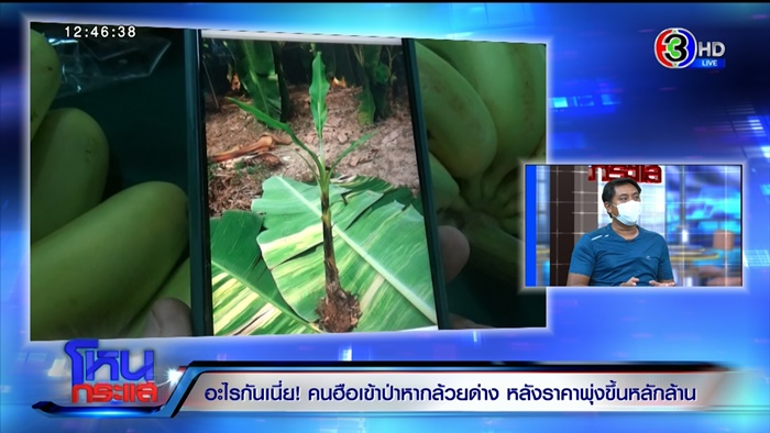 กล้วยด่าง