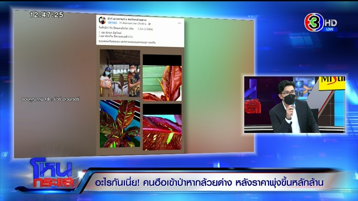 กล้วยด่าง