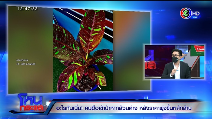 กล้วยด่าง