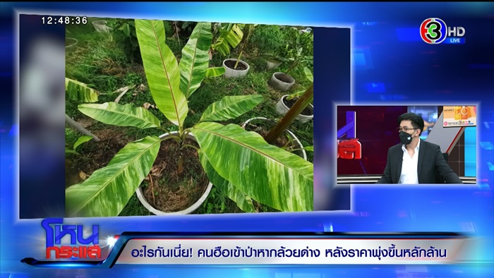 กล้วยด่าง