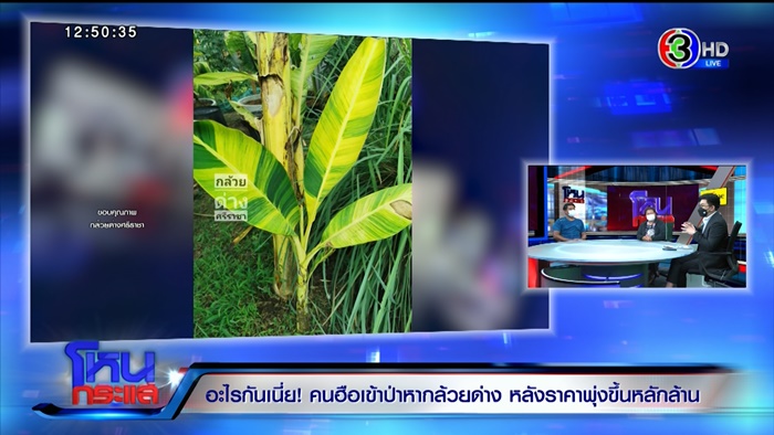 กล้วยด่าง