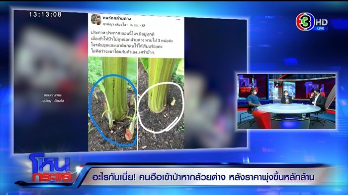 กล้วยด่าง