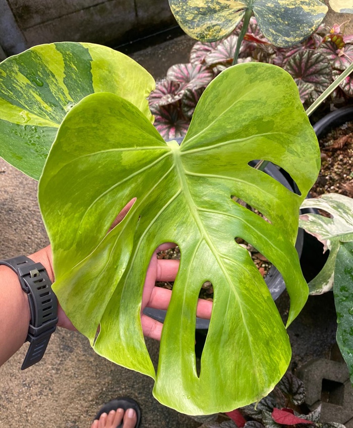  มอนสเตล่า 