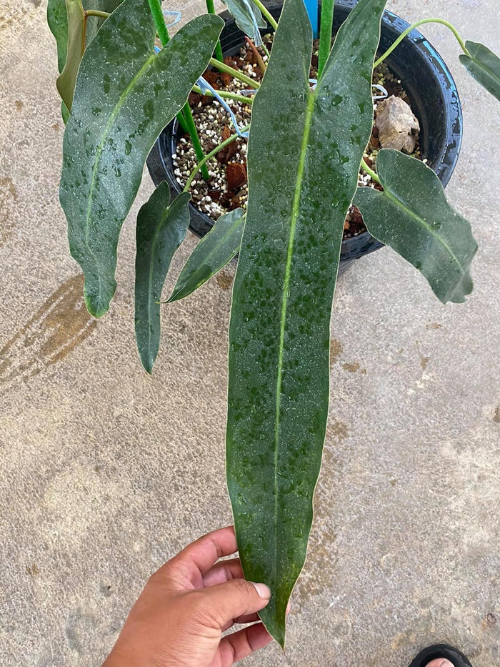  มอนสเตล่า 