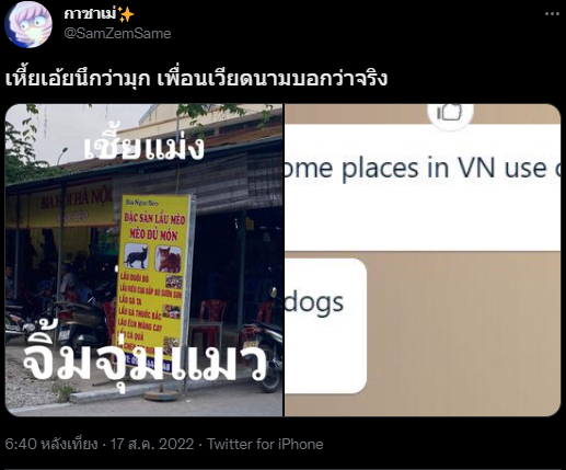  จิ้มจุ่มแมว !?