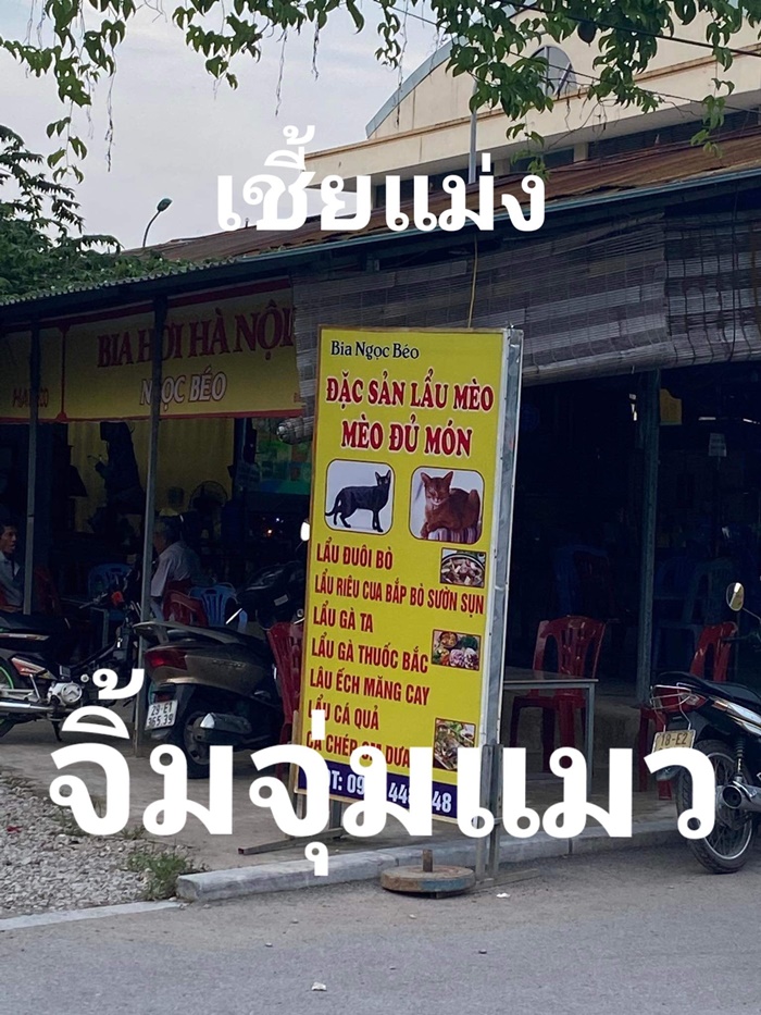  จิ้มจุ่มแมว !?