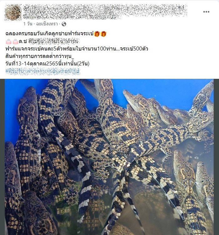  แจกจระเข้ 500 ตัว !?