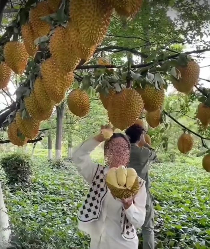 ทุเรียนจีน