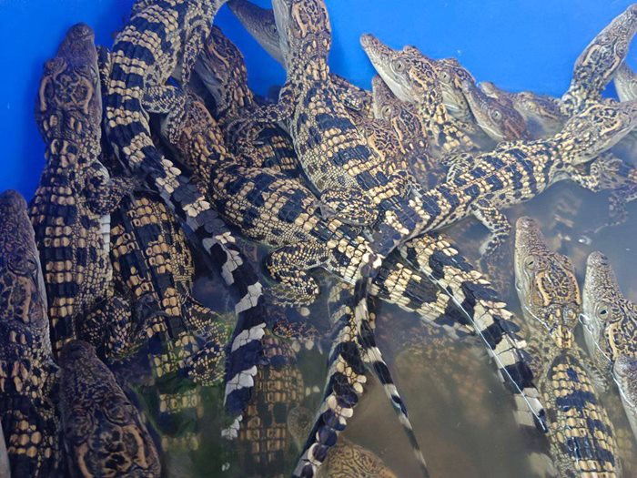  แจกจระเข้ 500 ตัว !?