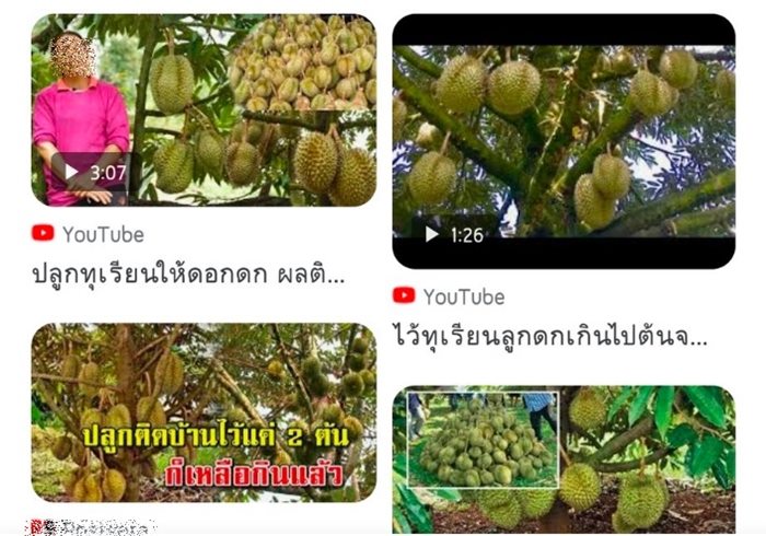 ทุเรียนจีน