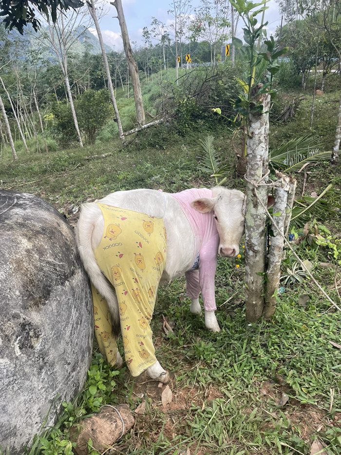 ตัวตึงสายแฟชั่น