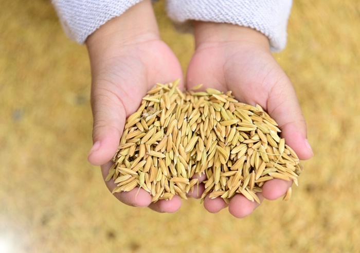 ไขปริศนาหนี้จำนำข้าว 